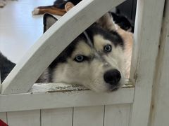 -汪说·狗咖·拼豆·宠物周边DIY(旺城大厦店)