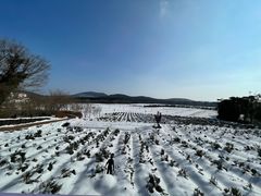 -济州森林小火车生态公园