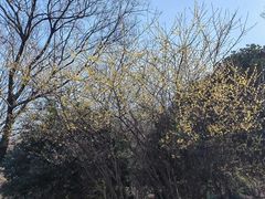 -南京市江宁方山