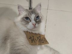 -怪兽屋·羊驼·猫咖·狗咖(俊华广场店)