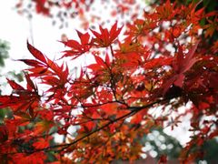 -都江堰普照寺