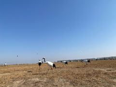 -盐城丹顶鹤湿地生态旅游区