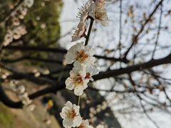 -苏州上方山国家森林公园