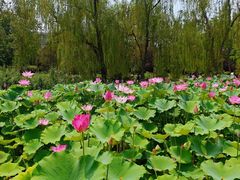 -莲花池公园