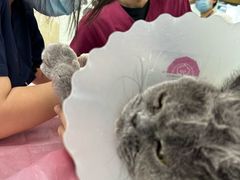 -北京观赏动物医院·24小时大型综合·猫专科·异宠专科