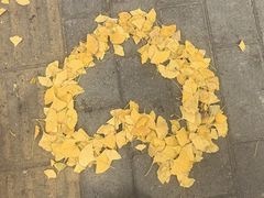 -三里屯东五街银杏大道