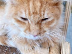 -飞行喵MR PILOT|猫舍·猫咖(静安大融城店)