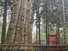 -阿里山神木遗迹