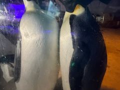 -海合安武汉极地海洋公园