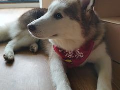 -Husky Go! 哈士奇体验馆·宠物咖啡厅狗咖