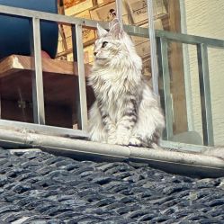 -扶摇阁旗袍|汉服造型工作室