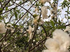 -南国桃园旅游度假区