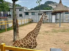 -西霞口神雕山野生动物世界