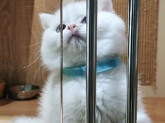 -老吴的猫·猫舍(新区店)