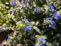 -循礼门鲜花花市(武汉循礼门店)