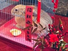 -逸廊大堂吧-下午茶·简餐-千岛湖自由洲际殿