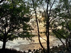 -宝安西湾红树林湿地公园