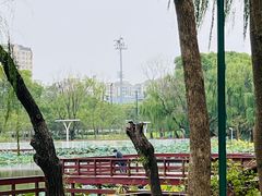 -新江湾城公园