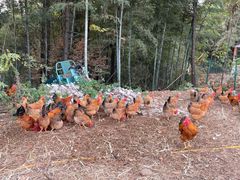 -竹上云想餐厅民宿
