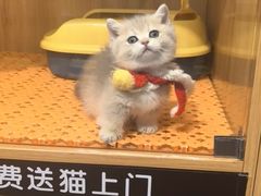 -欣宠猫屋·矮脚拿破仑·蓝金金渐层