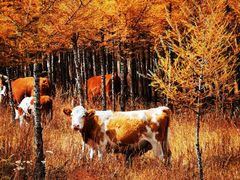 -塞罕坝国家级自然保护区