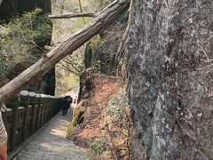 -天目山大树王景区