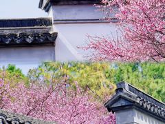 -八大山人梅湖景区