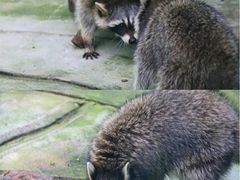 -常州淹城野生动物世界