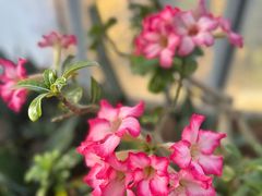 -国家植物园