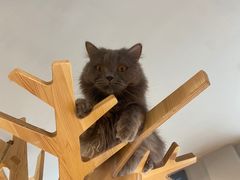 -猫亿天猫咖