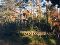 -广州市流溪河国家森林公园