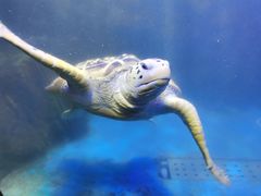 -太平洋海底世界