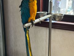 -观桥阁(锦溪店)