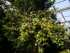 -呀路古热带植物园
