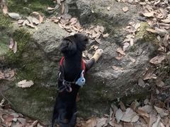 -艾吉宠物医院·疑难杂症转诊中心·猫友好(碧江路院)
