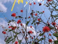 -东莞观音山旅游风景区