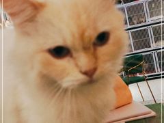 -喵喵咪呀布偶猫咖(春熙路店)