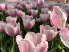 -洛阳郁金香牡丹园