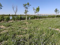 -天津东丽湖风景区