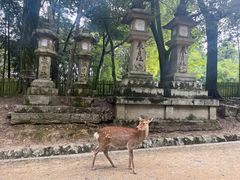 -奈良公园