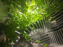 -华夏良子·足道·SPA·艾灸(金皇大厦店)