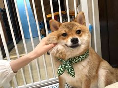 -逗柴咖啡屋·狗咖猫咖宠物桌游