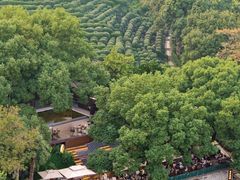 -十八棵（老龙井）御茶园(老龙井店)