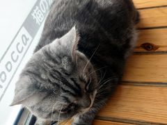 -猫的茶·猫咖