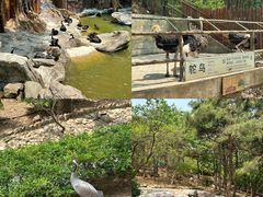 -燕塞湖鸟语林景区