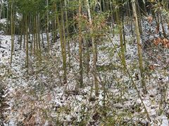 -安吉龙王山风景区