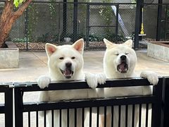 -TrueLove @ Neverland (Husky Cafe)