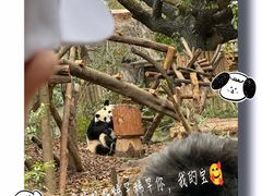 -成都大熊猫繁育研究基地