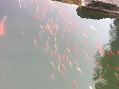 -蛇蟠岛