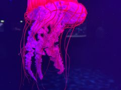 -欢乐海岸海洋奇梦馆
